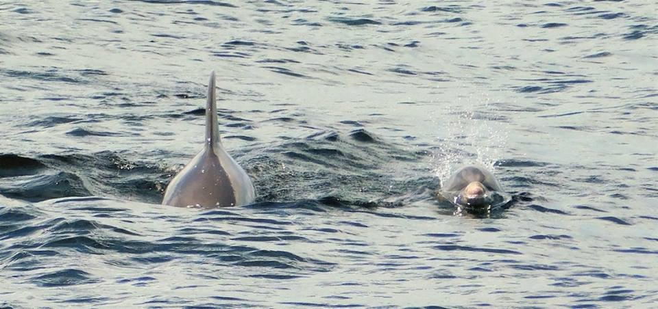 Swimming With Dolphins